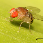 Drosophila